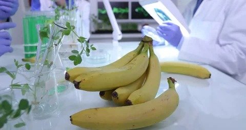 Lab-Banana.com Business