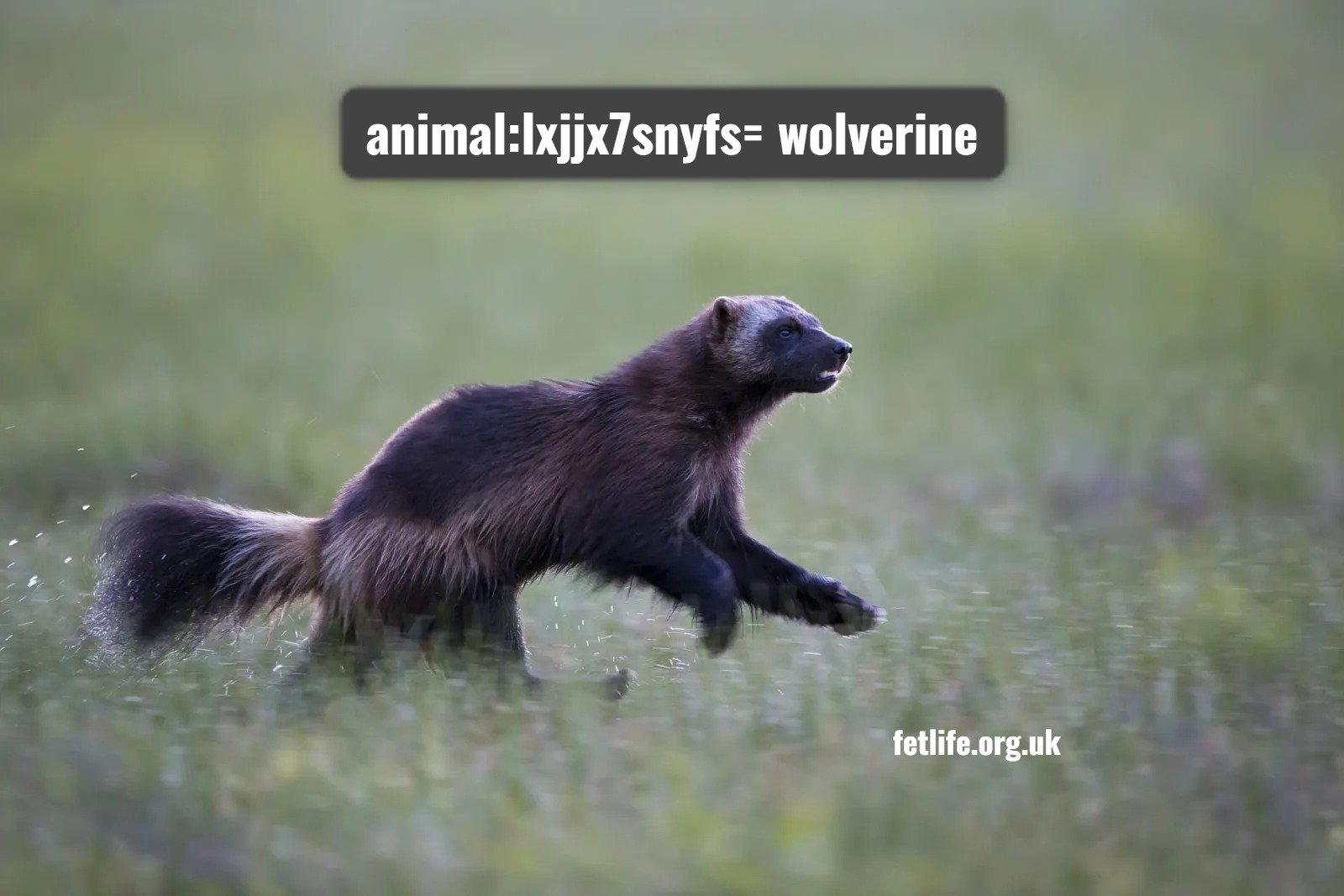 animal:lxjjx7snyfs= wolverine