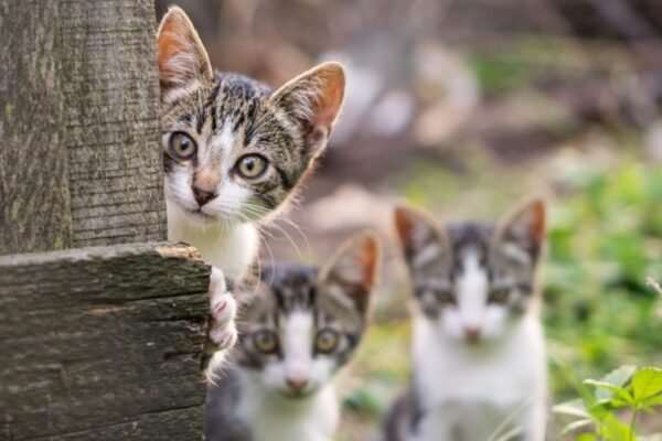 Free Spay and Neuter for Cats in Battle Ground